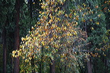 ../gs/Yosemite_Trip_October_2005/preview/img_0334.jpg