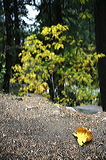 ../gs/Yosemite_Trip_October_2005/preview/wh8c0435.jpg