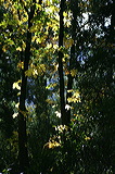 ../gs/Yosemite_Trip_October_2005/preview/wh8c0558.jpg